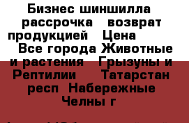 Бизнес шиншилла, рассрочка - возврат продукцией › Цена ­ 4 500 - Все города Животные и растения » Грызуны и Рептилии   . Татарстан респ.,Набережные Челны г.